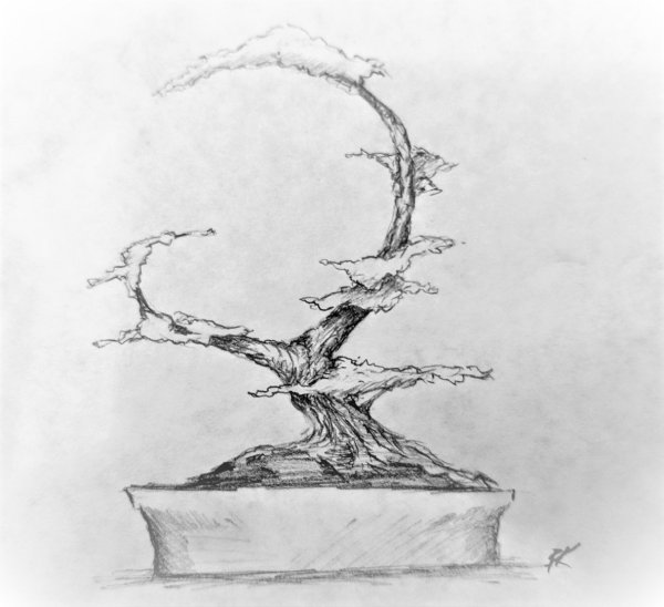 Рисунки карандашом деревья бонсай