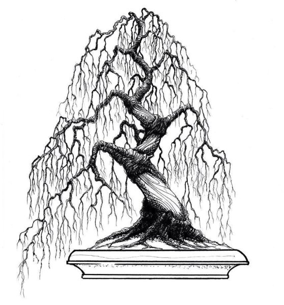 Бонсай эскиз