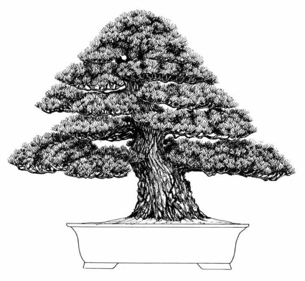 Дерево бонсай эскиз