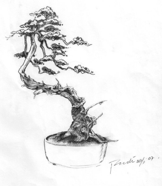 Дерево бонсай тату