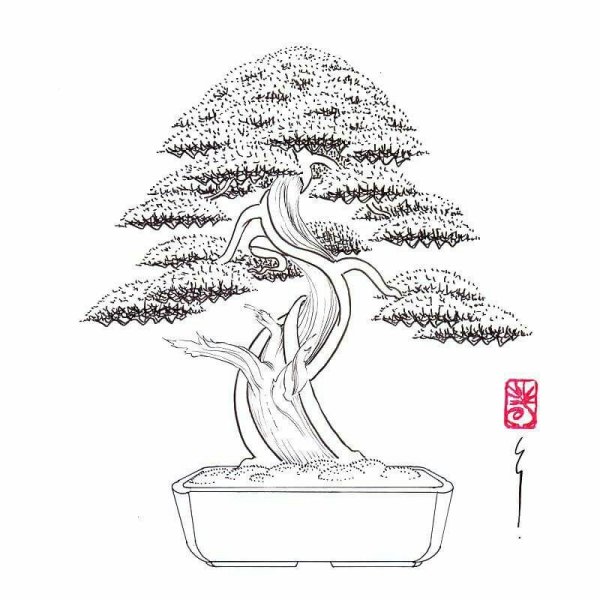 Бонсай раскраска