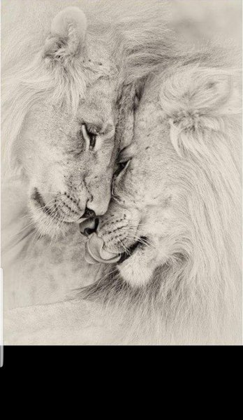Лев и львица карандашом