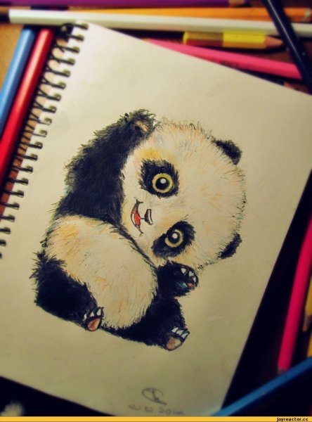 Панда рисунок карандашом