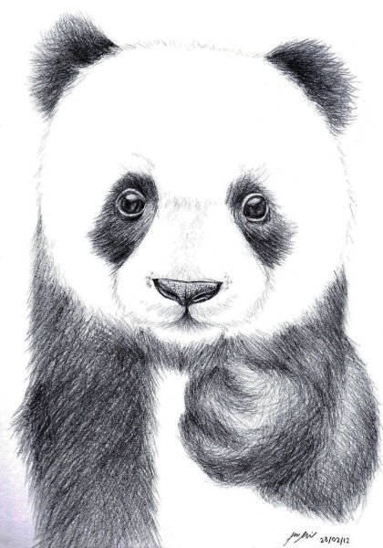 Панда рисунок карандашом