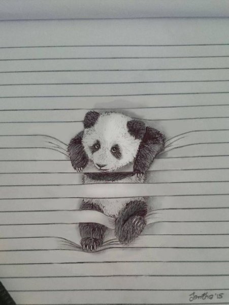Панда рисунок для срисовки