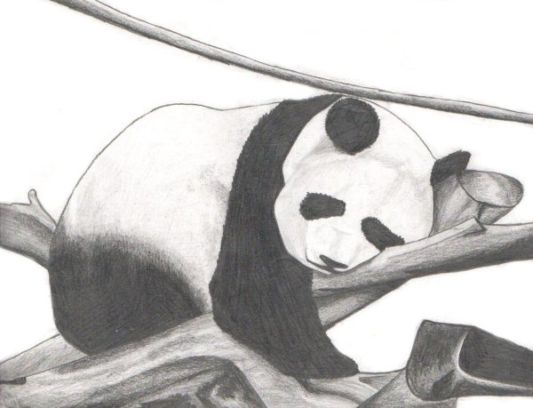 Панда рисунок для срисовки