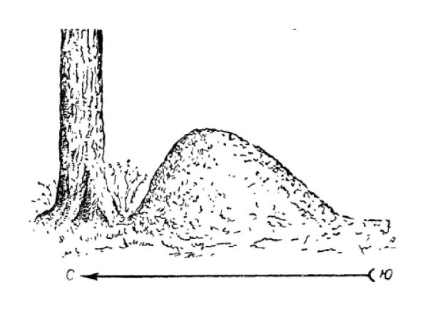 Муравей Муравейник муравьишка
