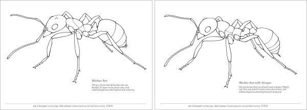 Муравейник раскраска