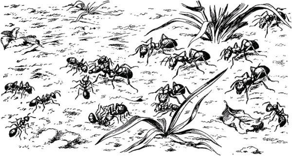 Муравейник раскраска для детей