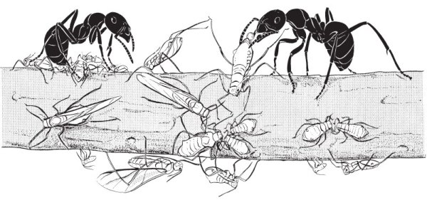 Муравьи для распечатки