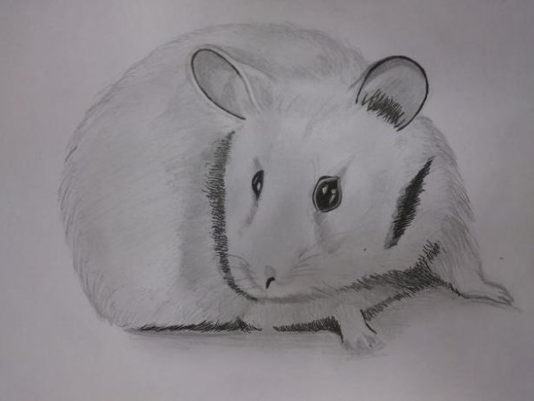 Как нарисовать хомяка поэтапно