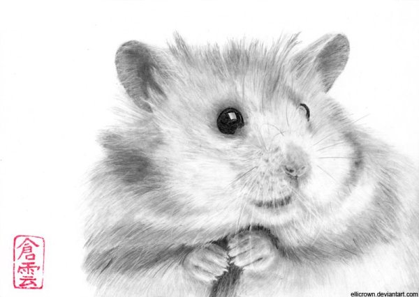 Хомяк рисунок