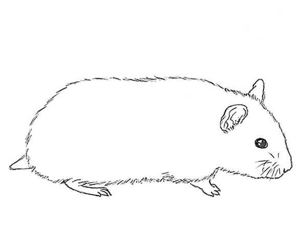 Хомяк рисунок