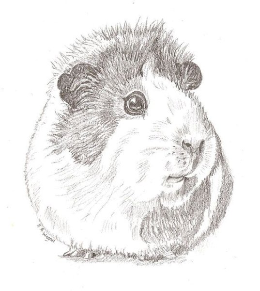 Хомяк рисунок поэтапно