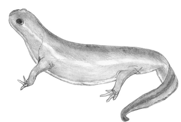 Тритон рисунок