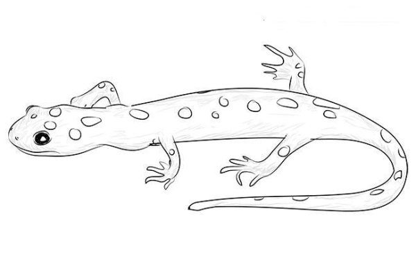 Саламандра раскраска для детей