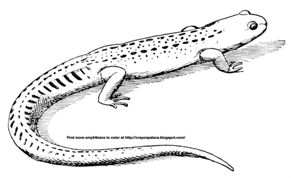 Уссурийский когтистый Тритон рисунок карандашом