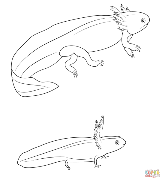 Гребенчатый Тритон аксолотль