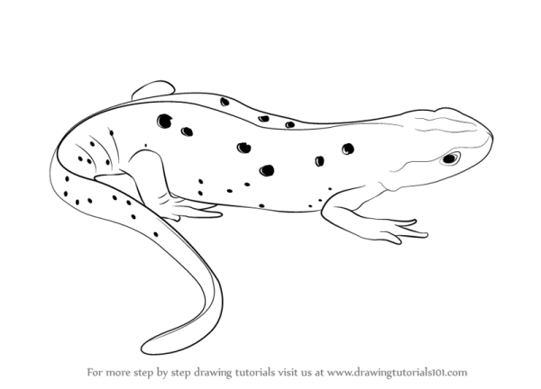 Тритон раскраска