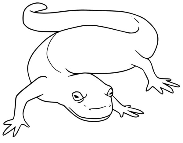 Саламандра рисунок карандашом