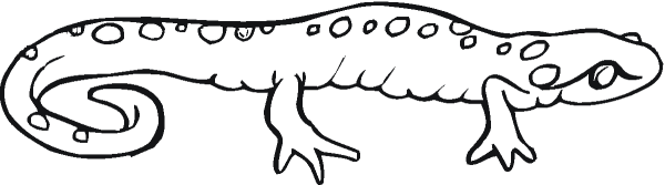 Саламандра раскраска