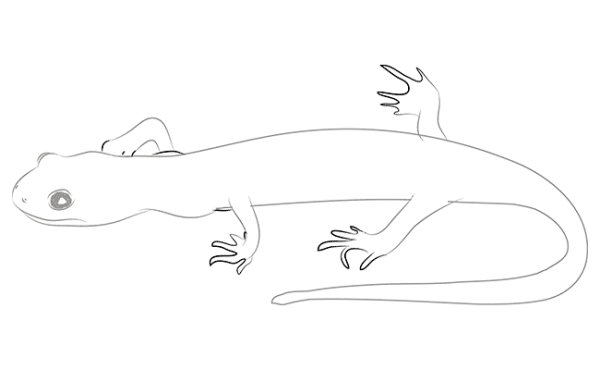 Саламандра рисунок карандашом