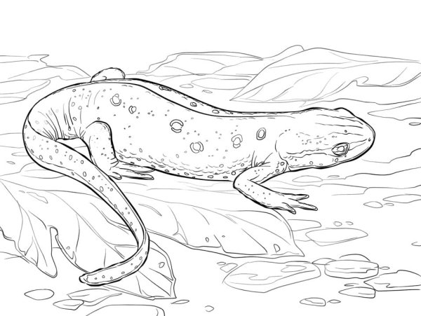 Саламандра раскраска