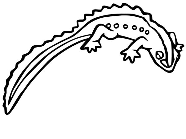 Геккон раскраска