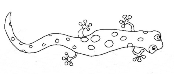 Пресмыкающиеся раскраска