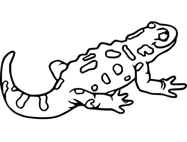 Ящерица без хвоста дорисовать