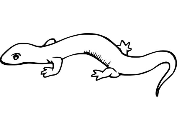 Ящерица раскраска