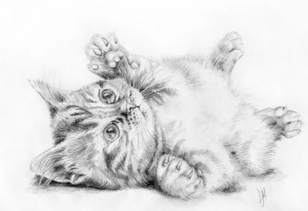 Кошка рисунок