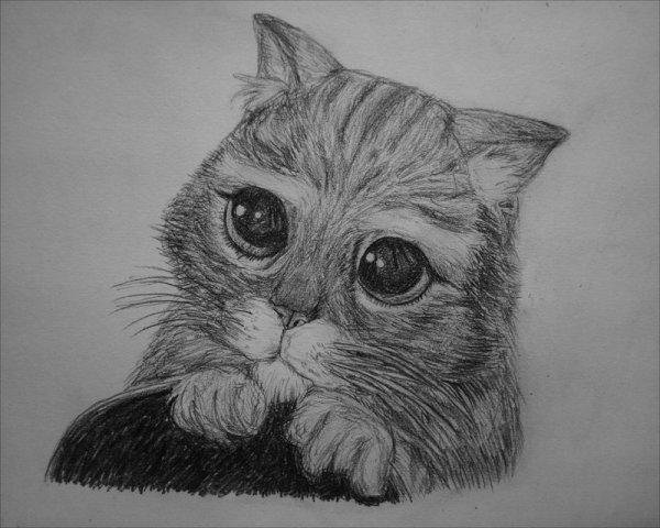 Котёнок рисунок карандашом