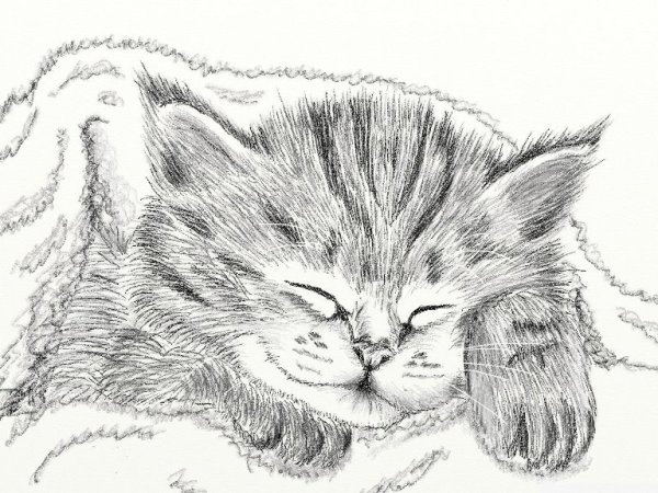Котенок рисунок