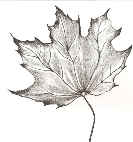 Лист клёна рисунок карандашом