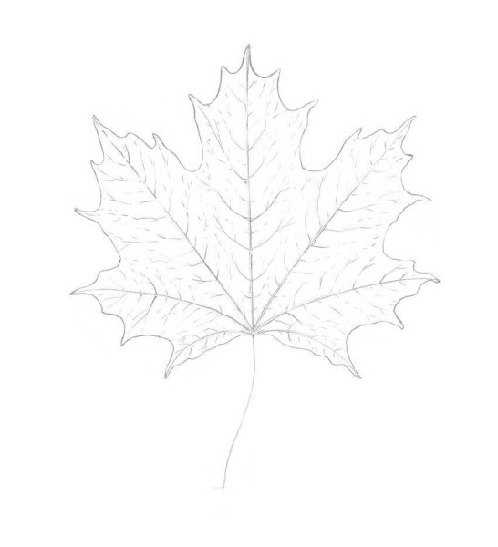 Рисование на листьях клена