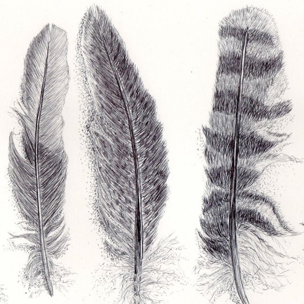 Нарисовать перо