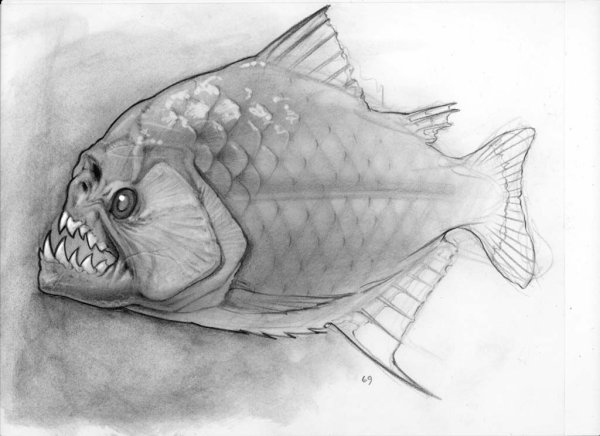 Нарисовать рыбу карандашом