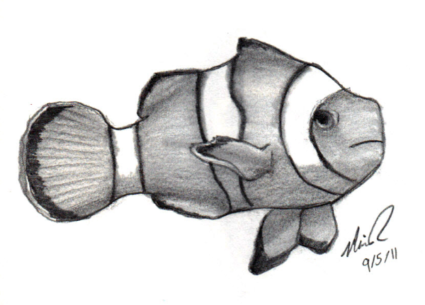 Рыбы карандашом для срисовки