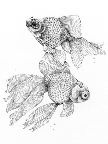 Рыба рисунок