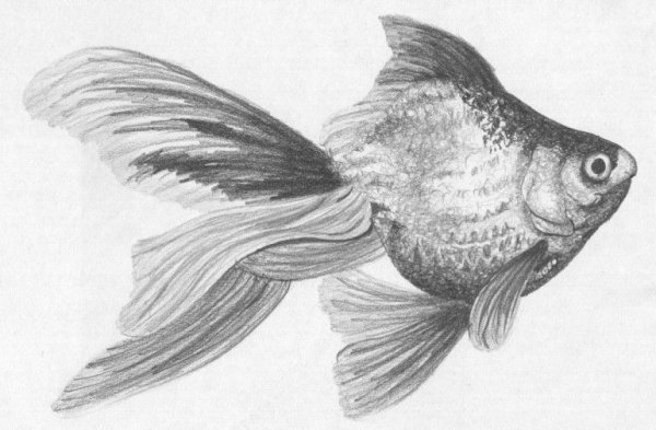 Наброски рыб карандашом