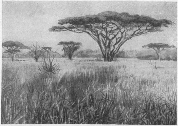 Африканские растения карандашом