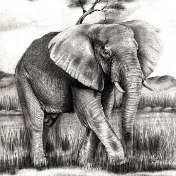 Слон карандашом
