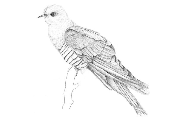 Кукушка карандашом