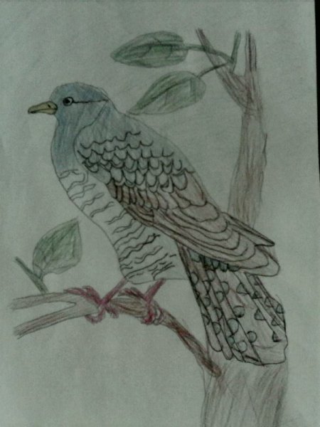 Кукушка цветными карандашами