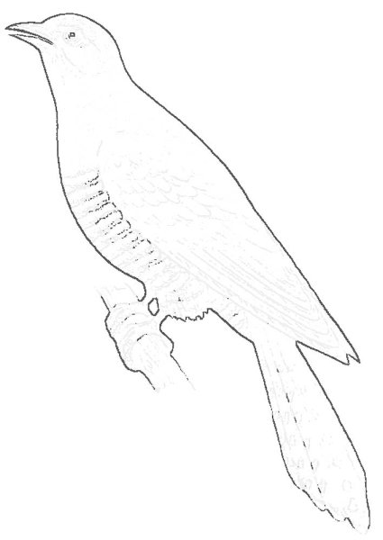 Нарисовать кукушку поэтапно