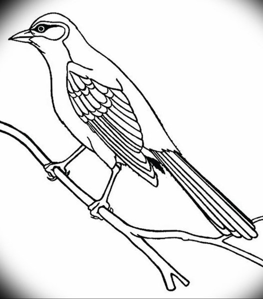 Перелетные птицы раскраска Кукушка