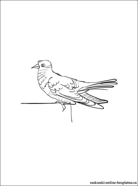 Раскраска птицы дятел