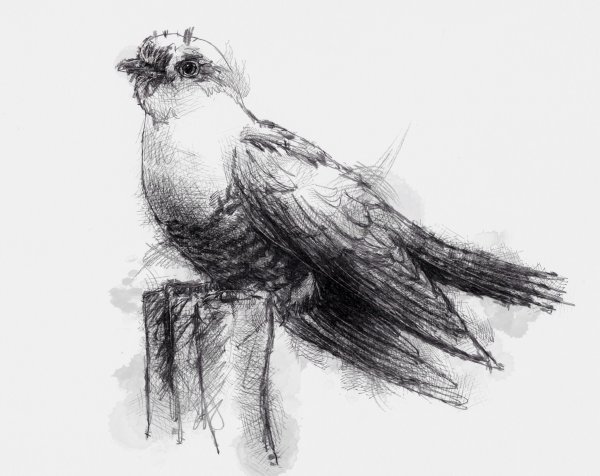 Рисунок кукушки 3 класс