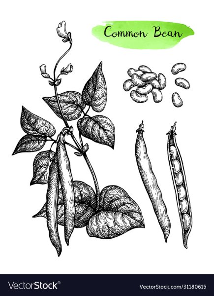 Бобы раскраска для детей